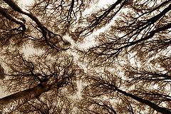 photo "reach II"