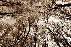 photo "reach III"