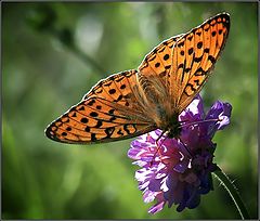 photo "Nacre butterfly"