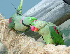 photo "Parrots"