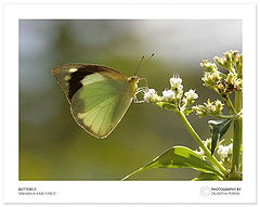photo "Butterfly at sinharaja"