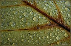photo "waterdrops increase"