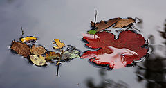 фото "осенние встречи"