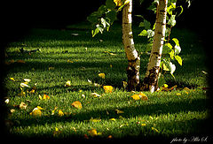 фото "Время, когда листья падают с берез."
