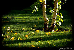 photo "***"
