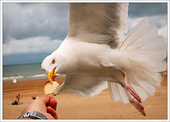 photo "Hungry bird 2"