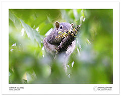 photo "Hidden Friend"