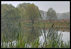 фото "В камышах"