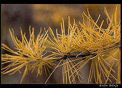 photo "***"