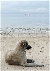 photo "dog"