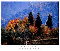 photo "Fall Colours"