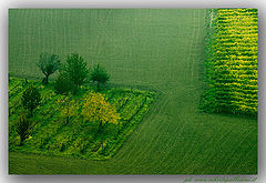 фото "Green Monferrato"