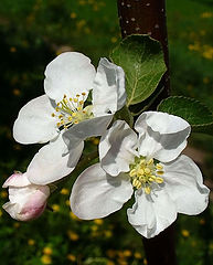 фотоальбом "Flowers"