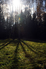 photo "patches of sunlight and shadows"