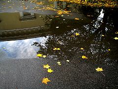 фото "Листья клена на мокром асфальте"