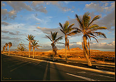 фото "Palm Road"