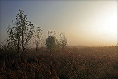 photo "Fogy morning"