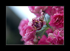 photo "ROSES"