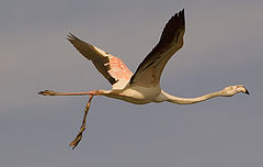 фото "Misfortune Flamingo"