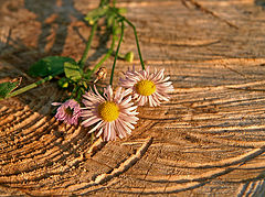 photo "***"