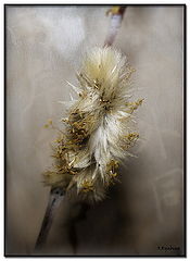 photo "***"