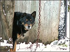 фото "Перезимуем, хозяин!"