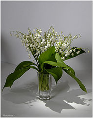 photo "Lily of the valley to Sil Marmori"