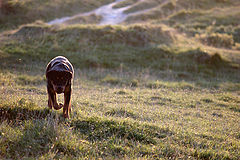 фото "The hunt."