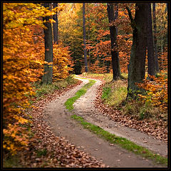 фото "* Forest Paths *"