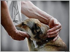 photo "Best friend dOg"