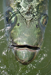 photo "Mute as a Fish (a Russian saying)"