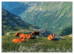 photo "cow"