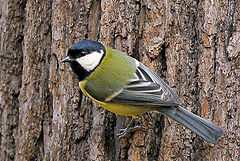 photo "Parus major"