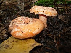 photo "These are the present saffron milk caps!"