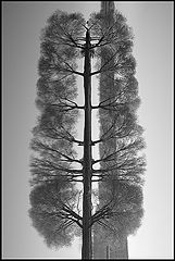 photo "Big TREE))"