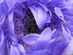 photo "***"