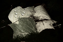 photo "...after rain..."