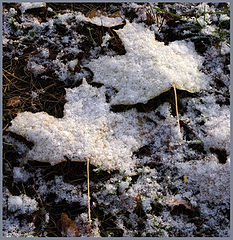 photo "The first snow"