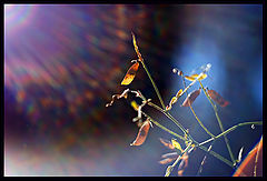 фото "* Colours Of Light *"
