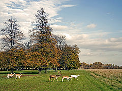 photo "Deer in Field"