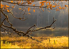 фото "Пальцы осени"