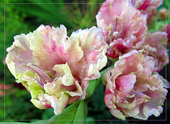 photo "***"