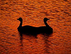 photo "The Duck Lake" ballet. Part 1."