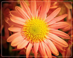 photo "***"