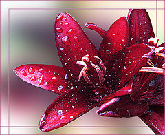 фото "Black Lily for Alvarina"