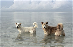 photo "walking on the water"