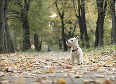 photo "dog's first fall"