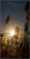 photo "***"