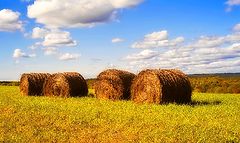 photo "Rolls of Hay"