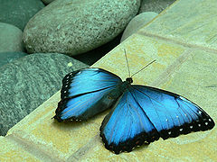 photo "yellow-bluw"